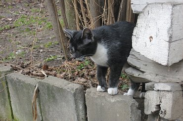 Kot w Szczebrzeszynie #Szczebrzeszyn