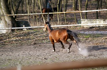 Pałac, Moszna, konie, inne, #inne #konie #Moszna