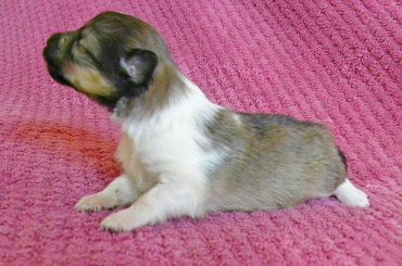 #OwczarekSzetlandzki #OwczarkiSzetlandzkie #sheltie #szetlandy