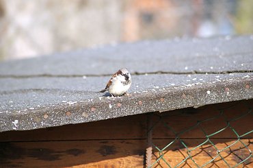 Pałac, Moszna, konie, inne, #inne #konie #Moszna