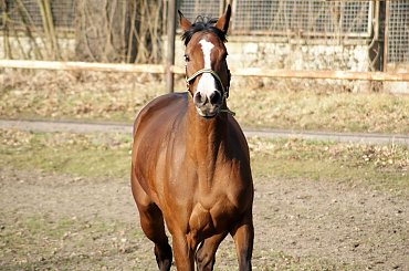 Pałac, Moszna, konie, inne, #inne #konie #Moszna