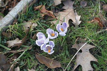 Pałac, Moszna, konie, inne, #inne #konie #Moszna