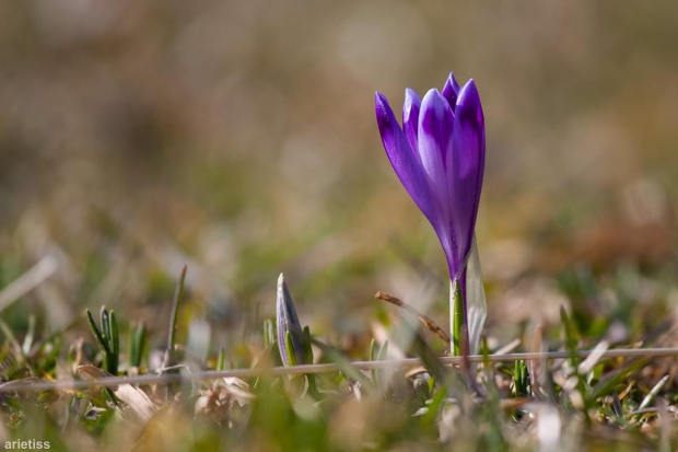 Wiosna 2014... #arietiss #flora #krokus #kwiaty #wiosna