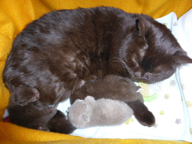 Strefa Mruku*PL kocięta miot "A", db 13.03.2014 #BritishShorthairChocolateLilac