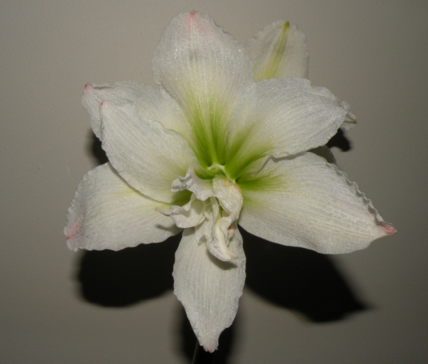 White Peacock