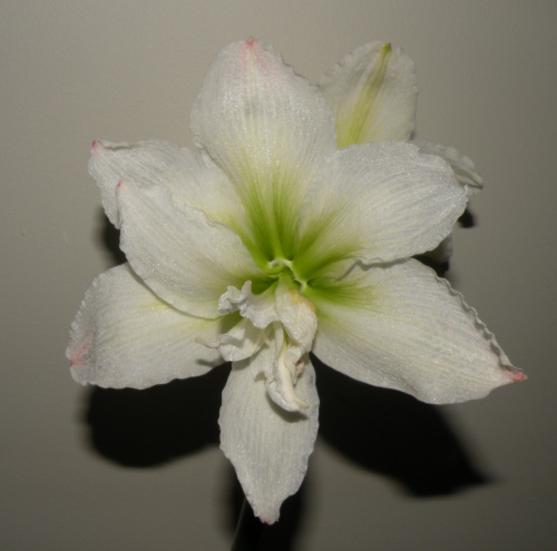 White Peacock