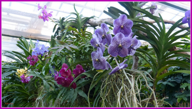 orchidea #przyroda #kwiaty