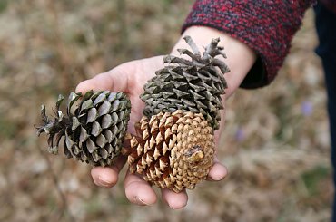 Krokusy wiosną 2014 #krokusy #wiosna