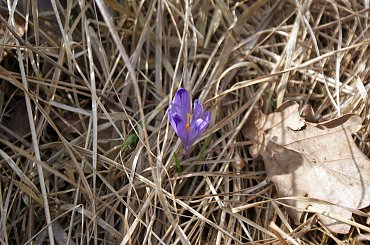 Krokusy wiosną 2014 #krokusy #wiosna