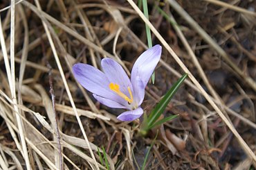 Krokusy wiosną 2014 #krokusy #wiosna