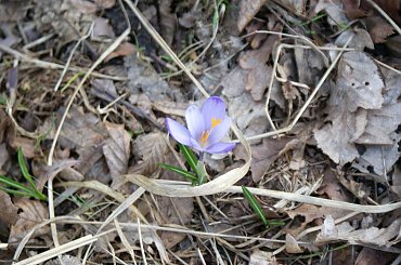 Krokusy wiosną 2014 #krokusy #wiosna