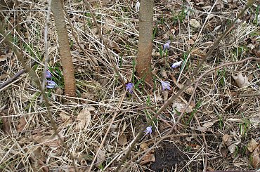 Krokusy wiosną 2014 #krokusy #wiosna