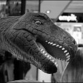 Z wystawy dinozaurów w Galerii Krakowskiej...wbrew pozorom,to niegroźny roślinożerny dinozaur...grzecznie i spokojnie skubał sobie listki...