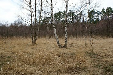 Krokusy wiosną 2014 #krokusy #wiosna