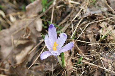 Krokusy wiosną 2014 #krokusy #wiosna