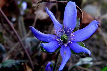 sezon w ogródku rozpoczęty ... :)) #kwiaty #OgródWiosna #przylaszczki