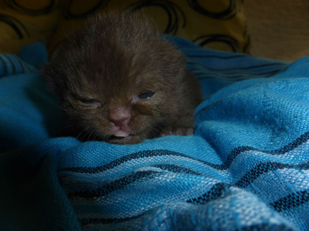 British Shorthair Cattery Strefa Mruku*PL