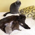 British Shorthair Cattery Strefa Mruku*PL