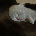 British Shorthair Cattery Strefa Mruku*PL