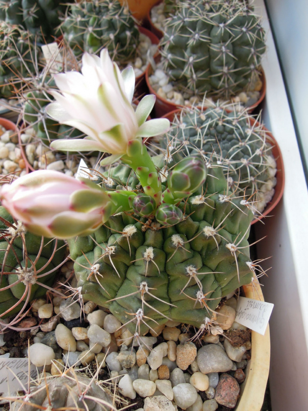 Gymnocalycium damsii #kaktusy