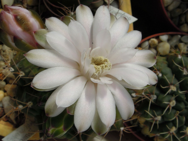 Gymnocalycium damsii #kaktusy