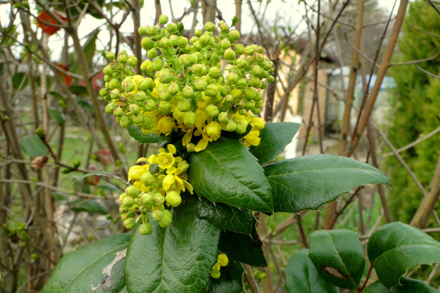 Nie do wiary,przecież nadal mamy marzec...mahonia