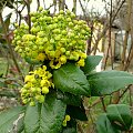 Nie do wiary,przecież nadal mamy marzec...mahonia