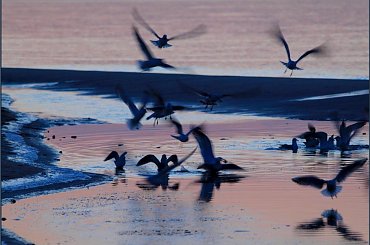 Ptaki #morze #mewy #plaża #ptaki