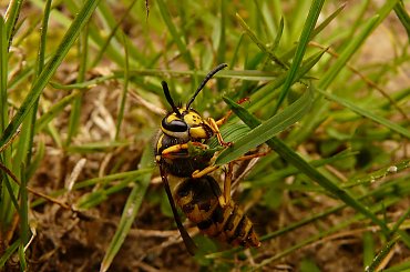 ... przebudzenie osy #OWADY