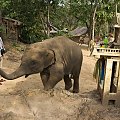 Zabawy z maluchem #azja #słoń #tajlandia