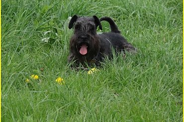 Your Kamrat Don Juan *Zibi* #łąka #pies #spacer #sznaucer