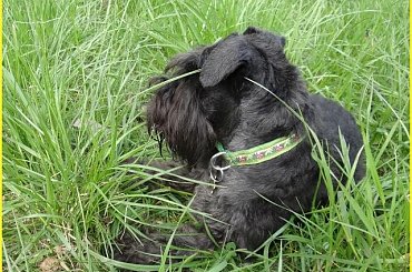 Your Kamrat Don Juan *Zibi* #łąka #pies #spacer #sznaucer