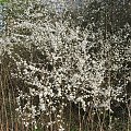 Tarnina (Prunus spinosa L.) #tarnina