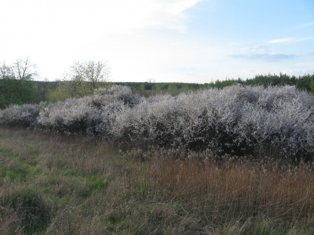 Kwitnące zarośla tarniny (Prunus spinosa L.) #tarnina