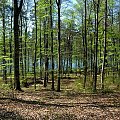 Jezioro Pałsznik prześwituje między drzewami