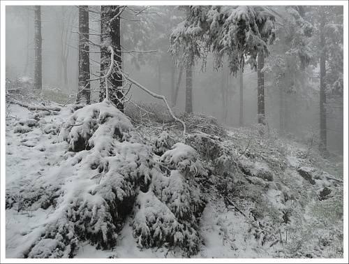 3 maja 2014 r. Góry Sowie w śniegu i gęstej mgle. Las przy Srebrnej Drodze (szlaku fioletowym) z Przełęczy Walimskiej na Przełęcz Sokolą #DolnyŚląsk #góry #GórySowie #PrzełęczSokola #PrzełęczWalimska #SrebrnaDroga #Sudety #śnieg