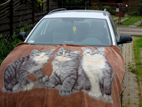 Właściciel samochodu znalazł sposób na koty na masce;