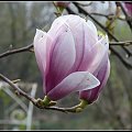 ostatnie kwiaty magnoli #architektura #przyroda