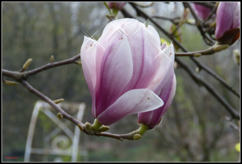 ostatnie kwiaty magnoli #architektura #przyroda