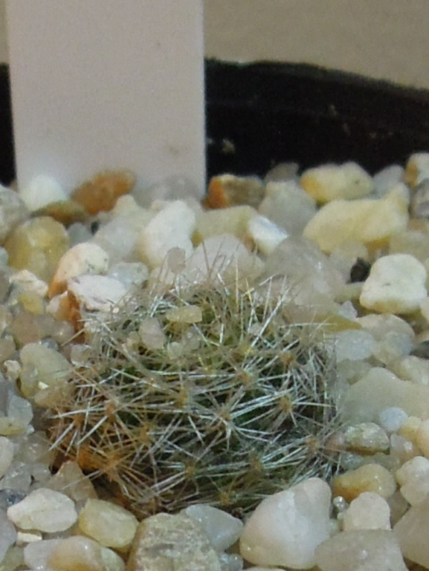 Rebutia boliviensis