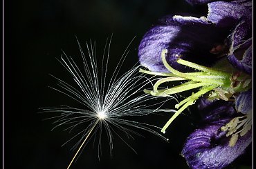 Dla Asi - Gonzki - Najlepsze Życzenia Imieninowe jeszcze raz :))