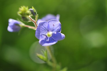 polne kwiatki #laki #PolneKwiatki #kwiaty #macro