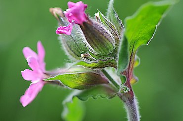 polny kwiatek2 #laki #PolneKwiatki #kwiaty #macro