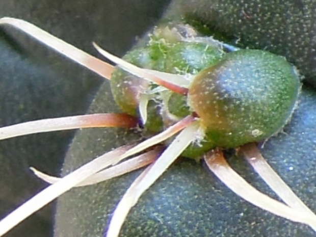 Gymnocalycium baldianum #kaktusy