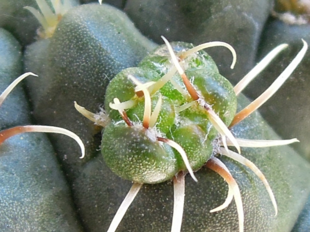 Gymnocalycium baldianum #kaktusy