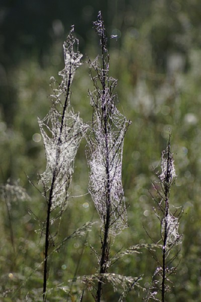 świętokrzyskie