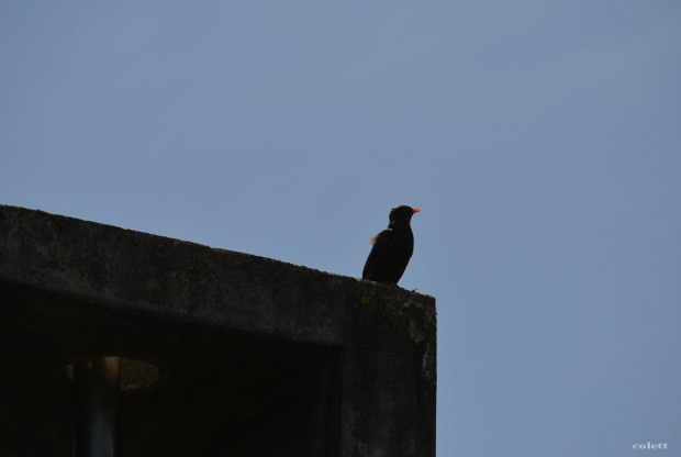 Siadł kos na kominie i śpiewa ... #przyroda #ptaki