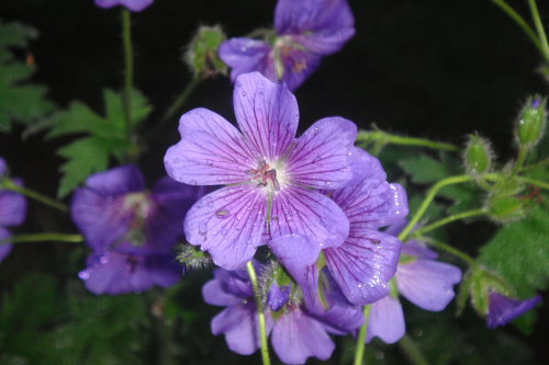 Bodziszek JOHNSON'S BLUE Geranium