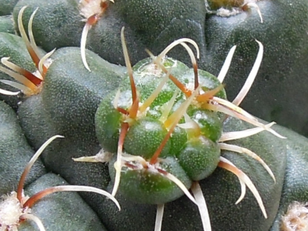 Gymnocalycium baldianum #kaktusy