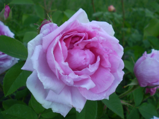 Comte de Chambord